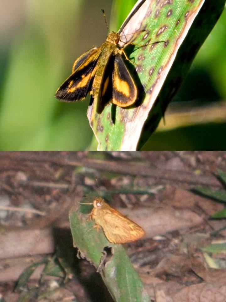 FIGURE 3e FIGURE 3e